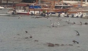 Bodrum Limanı’nda meydana gelen deniz çekilmesi nedeniyle limanın bir kısmında çapalar