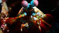 Sualtı makro fotoğrafçılığı için en ideal yer Lembeh Boğazı’dır. Burada yaşamak için kamuflaj yapan sayısız miktarda deniz canlısıyla karşılaşabilirsiniz. Venezuela’da doğmuş olan sualtı fotoğrafçısı Alexis Golding, Galapagos, Bahamalar, Yucatan Peninsula, Küba, Kanarya Adaları ve Endonezya gibi farklı ve bir çok […]