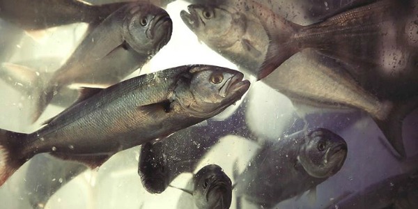 2 Subat 2015 TRT Eko yasam programi FREKANS 95.6 TRT