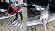 Büyüğü 1.5 metre, yavru olduğu sanılan diğer dördü 70 ila 90 santimetre arasında değişen beş kılıç balığının Geyikli Odunluk İskelesi’nden bir araca yüklendiği ihbarını edilen Gıda Tarım ve Hayvancılık İl Müdürlüğü’ne bağlı Balıkçılık ve Su Ürünleri Şube Müdürlüğü kontrol ekipleri, […]