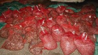 Ele geçirilen midyeler denize dökülerek imha edilirken, yakalanan şüpheliler ise sadece Su Ürünleri Kanunu’na muhalefet suçundan bin 55 lira idari para cezası kesilerek serbest bırakılıyor. Türkiye’de tonu 4 bin liraya satılan midyelerin Yunanistan’dan en az 5 katına satılıyor olması, kaçakçıların […]