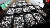Rusya’nın Ukrayna sınırında Troebortnoe sınır kapısında Federal Bitki Koruma ve Karantina Servisi (Rosselhoznadzor) yetkilileri Türkiye’den gelen 12,5 ton dondurulmuş balığı kontrol etti. Cihan Haber Ajansı’na açıklamada bulunan Rosselhoznadzor Başkan Danışmanı Aleksey Alekseyenko, “Ürünler Rusya üzerinden Kazakistan’a gönderiliyordu. Yapılan incelemelerde ürün […]