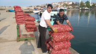 Batı Karadeniz sahili Akçakoca’da av yasağının başlamasıyla birlikte balıkçıları yeni gözdesi deniz salyangozu avı oldu. Batı Karadeniz sahilinde balık avlanma yasağının başlamasıyla birlikte, balıkçılar denize açılarak deniz salyangozu avlanmasına başladı. Denizin dibinde balık adamlar vasıtasıyla toplanan Deniz Salyangozu balıkçıların ekmek kapısı haline dönüştü. […]