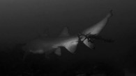 AN image posted by a Byron Bay dive company showing a grey nurse shark with a large rope tied around its tale has sparked distress on social media. Byron Scuba diving company Sundive has posted a photo of the shark, […]