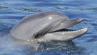 Most of us consider vision and hearing to be two separate senses. But dolphins use sound to see, emitting clicks, squawks and whistles to reveal hidden objects. This is called echolocation, and a new map of dolphin brain circuitry hints […]