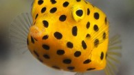 That’s a legitimate scientific question. Multiple teams of researchers have wondered how the yellow boxfish manages to swim when it looks like someone attached fins to a cube of cheese. Find out how this thing moves. If you’re wondering how […]
