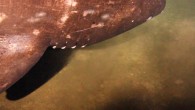 By Jane Lee, National Geograhpic PUBLISHED July 08, 2015 A big part of exploring the ocean involves tossing expensive equipment into the sea and hoping it comes back in one piece. Usually, the instruments return—maybe with an extra dent or […]