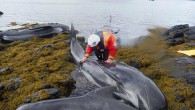 The sight of a sentient, beautiful dolphin or whale, slowly dying on a beach, is one of the most heart-rending scenes you would ever hope not to see. Fighting for air, weighed down by their own flesh, their glittering eyes […]
