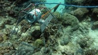 The first ever global survey of sharks, rays and skates in coral reef environments using underwater cameras will begin in August. The Global FinPrint survey uses technology called baited remote underwater video (Bruv) to take one hour of underwater footage, […]