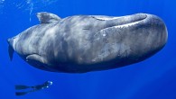 A pod of sperm whales have been captured on film swimming through the deep blue waters near the Caribbean, accompanied by a freediver who looks minuscule compared to their huge bulk. Holding her breath for up to two and a […]