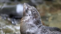 This is the unique inland waterfall that is used as a creche by dozens of baby seals. The fur seal youngsters have turned the beautiful Ohau Waterfall, just north of Kaikoura, New Zealand, into their personal swimming pool despite it […]