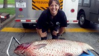 A Missouri animal control officer made a very fishy discovery last Friday morning. When Resource Officer Jamie Schmidt peered down into a Kansas City drainage ditch she saw a gigantic 60-pound grass carp that was nearly 4-feet-long. Schmidt said a […]
