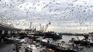 İstanbul 2. İdare Mahkemesi, eski İstanbul’un kalbi “tarihi yarımada”yı ilgilendiren