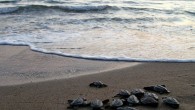 Caretta caretta kaplumbağalarının en önemli üreme alanlarından olan Ortaca ilçesindeki İztuzu kumsalında, yavrular yumurtalardan çıkmaya başladı. Dalyan Mahallesi İztuzu kumsalındaki yavru çıkışları, Pamukkale Üniversitesi bünyesindeki Deniz Kaplumbağaları Araştırma Kurtarma ve Rehabilitasyon Merkezi (DEKAMER) görevlileri tarafından takip ediliyor. Çevre ve Şehircilik […]