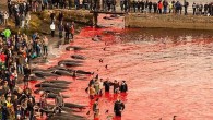 Britanya merkezli deniz hayvanları hakları savunucusu Sea Shepherd grubunun aktivistleri tarafından elde edilen görüntülere göre açıklarda yakalanan balina sürüsü, balıkçılar tarafından kıyıya sürüldü. Bu sırada kıyıda bekleyen halk, balinaların gelmesiyle ellerindeki bıçak ve zıpkınlarla hayvanları katletti, su tamamen kırmızı bir […]