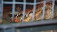 ST. PETERSBURG (FOX 13) – A local woman woke up to quite the surprise early Wednesday morning when she spotted a 300-pound gator with blood-stained teeth on her front porch. Florida Fish and Wildlife Conservation Commission and St. Pete police […]