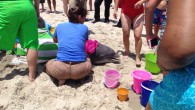 KURE BEACH, NC (WECT) – A dolphin died after it was injured by a shark and washed ashore on Kure Beach Friday morning. Dr. Ann Pabst, a professor at UNCW, said the adult male dolphin had a few superficial shark bites. […]