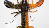 SCARBOROUGH, Maine (AP) — A rare orange-brown split-colored lobster has turned up off the coast of Maine. The Press Herald reports (http://bit.ly/1CjXCKL ) that the unusual lobster arrived last week at Pine Point Fisherman’s Co-Op in Scarborough. According to research […]