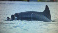 Authorities are tracking a severely injured dolphin off Madeira Beach and seeking information from anyone who may have witnessed suspicious activity around the animal that led to its condition. The bottlenose dolphin has life-threatening wounds to its back and tail, […]