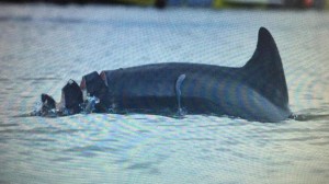 Authorities are tracking a severely injured dolphin off Madeira Beach