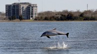 The bottlenose dolphin virus outbreak that is suspected of killing most of the 1,660 dolphins found dead or dying along the East Coast over the past two years appears to have waned. No stranded dolphin has tested positive in South […]