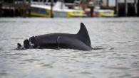 Wildlife managers are monitoring a dolphin gravely injured by a boat propeller off Madeira Beach and using the encounter to teach a lesson to the marine mammals’ human admirers. Don’t feed the animals. It’s illegal to feed or harass any […]