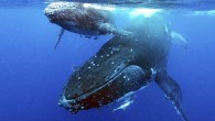 The whale watcher’s amateur attempts to communicate under the sea produced thrilling footage of a pod of Humpbacks answering his call. Using only a microphone and amplifier, the youngster uses his version of “whale speak” to draw in the humpbacks […]