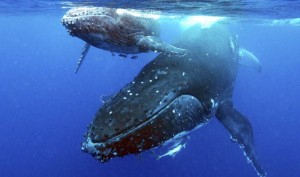 The whale watcher’s amateur attempts to communicate under the sea