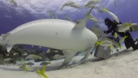 What’s happening in this video? In this video, a tiger shark investigates and eventually bites an underwater hydrophone that our team set up in the Bahamas to study tiger shark movements. This is part of a larger collaborative research project […]