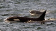 Crews with the Pacific Whale Watching Association say four orca calves born since Dec. 30 have been spotted almost daily from the San Juan Islands to Vancouver Island this month and appear to be happy and healthy. The trade group […]