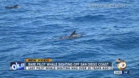 SAN DIEGO – Video shows a rare sighting of Pilot whales caught by local whale watchers Saturday morning. Whale watchers onboard a San Diego Whale Watch excursion whipped out their phones to catch a pod of at least 30 Pilot […]