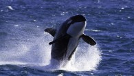As nature took its course beneath the ocean’s surface at Ningaloo at the weekend, a resident orca put on an unforgettable display for a group of lucky tourists. The male killer whale, known to those in the area as Augie, […]