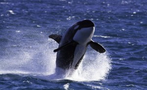 As nature took its course beneath the ocean’s surface at