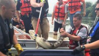 ELMWOOD PARK, N.J. (CBSNewYork) — Authorities in New Jersey snared an approximately 4-foot-long alligator in the Passaic River on Wednesday. Police showed up to a marina off River Drive in Elmwood Park at around 8:30 a.m. Wednesday after receiving a […]