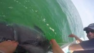 ATLANTA – Here’s a little something to curb your ‘Shark Week’ withdraws. A baby Great White shark that washed up on a Cape Cod beach Monday in now free to roam about the ocean again thanks to the quick thinking […]