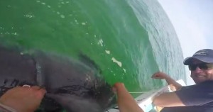 ATLANTA – Here’s a little something to curb your ‘Shark
