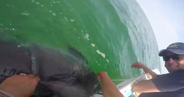 ATLANTA – Here’s a little something to curb your ‘Shark