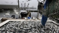 ROCKLAND, Maine (AP) — A little fish that New Englanders have sought since the Colonial era is at the center of a battle over how to manage massive boats that trawl swaths of ocean off the East Coast, from Maine […]