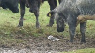A bird watcher at Frampton Marsh Nature Reserve in Lincolnshire, U.K., says he didn’t find any birds through his telescope, but rather, a much more usual scene: about a dozen curious cows surrounding a seal pup stuck in mud. Ian […]