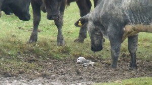 A bird watcher at Frampton Marsh Nature Reserve in Lincolnshire,