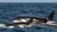 It was a fairy-tale ending for Sam the killer whale when after nearly two years of separation the young orca was finally reunited with its family. Sam, who also goes by the scientific name T46C2, was just two years old […]