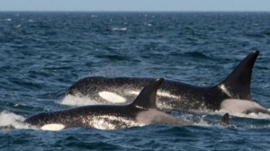 It was a fairy-tale ending for Sam the killer whale