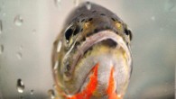 BANFF NATIONAL PARK — The small westslope cutthroat trout slide out of a blue camping cooler as Mark Taylor carefully lowers it into their new home, Rainbow Lake. Taylor, an aquatics ecologist for Banff National Park, has rigged the cooler with an oxygen […]