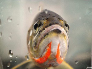 BANFF NATIONAL PARK — The small westslope cutthroat trout slide out