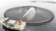 THOUSANDS of “rogue seals” pestering fish farms are being relocated by the Primary Industries, Parks, Water and Environment Department, and are threatening commercial and recreational scale fisheries, a Senate committee into the state’s expanding aquaculture industry has been told. Fish […]