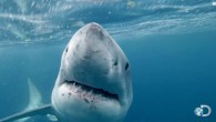 Discovery’s “Shark Week” again took a big bite out of the competition, with this year’s edition ranking as the highest-rated ever in many demos and lifting the network to No. 1 finishes for all of television in some of these […]