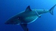 As Shark Week viewers remain immersed in the fascinating universe of apex predators that rule the oceans, delivered each year in July by Discovery, experts are paying close attention to detail, and not all of them like what they’re seeing. […]