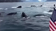 WARNING: Graphic language SEWARD, Alaska – A whale pod gave a sailor in Alaska a surprise of a lifetime. According to FOX 5, a man sailing along the Alaskan coast was overcome with joy when a pod of whales emerged […]