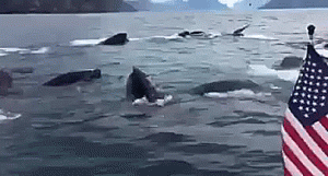 WARNING: Graphic language SEWARD, Alaska – A whale pod gave