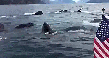 WARNING: Graphic language SEWARD, Alaska – A whale pod gave